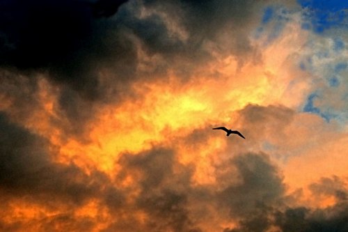 Tern amidst clouds, symbolizing Dzogchen