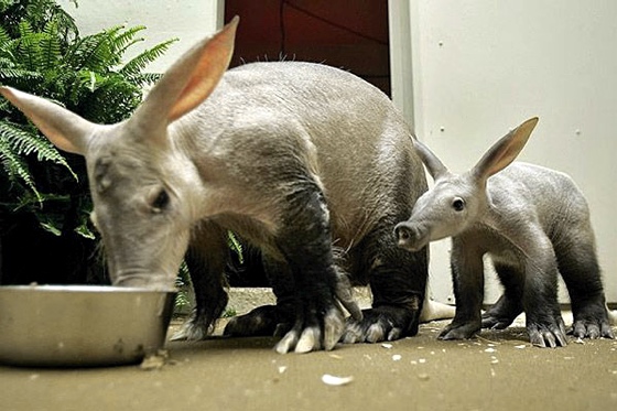 Aardvarks