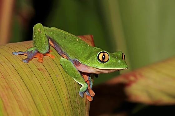 Golden-eyed tree frog