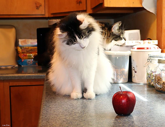 Cat looking dubiously at an apple