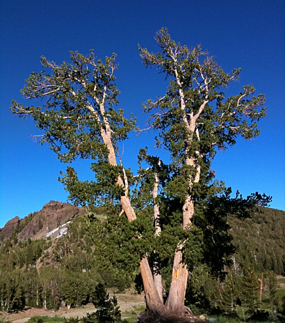 Tree on Relay Peak, Nevada Sierra