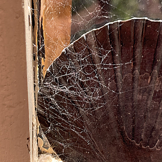 Spider web against scallop shell